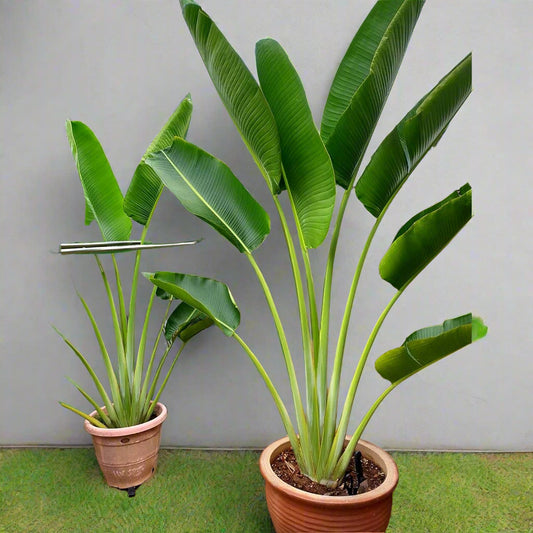 Traveller’s Palm – Tropical Landscaping Tree for Compounds | Uganda