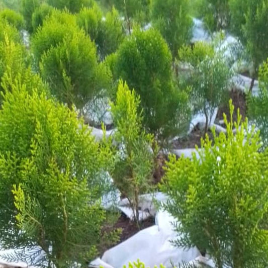 Thuja Tree in Kampala, Uganda | Fast-Growing Evergreen for Hedges, Privacy & Landscaping – Uganda