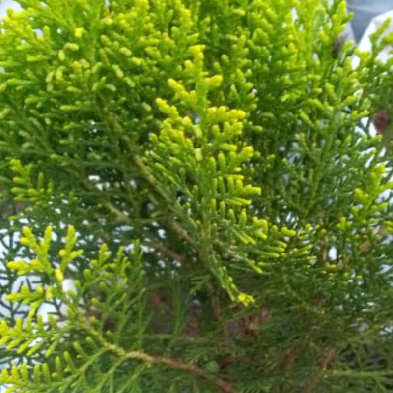 Thuja Tree in Kampala, Uganda | Fast-Growing Evergreen for Hedges, Privacy & Landscaping – Uganda