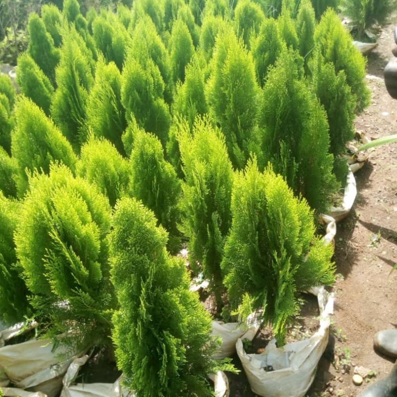 Thuja Tree in Kampala, Uganda | Fast-Growing Evergreen for Hedges, Privacy & Landscaping – Uganda