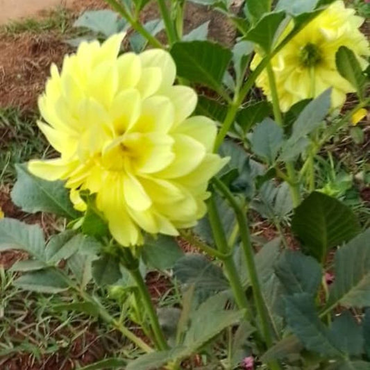 Yellow Daisy Flowers in Kampala, Uganda – Bright, Low-Maintenance Blooms for Gardens and landscape designing in Uganda