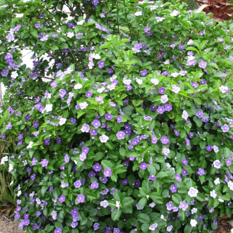 Yesterday-Today-and-Tomorrow Plant | Fragrant Flowering Shrub for Ugandan Gardens