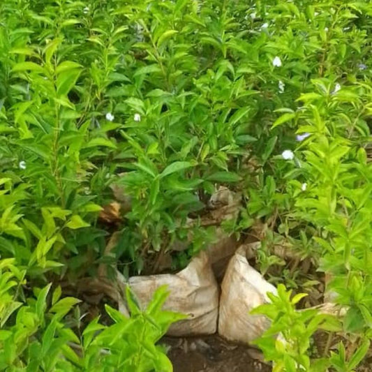 Yesterday-Today-and-Tomorrow Plant | Fragrant Flowering Shrub for Ugandan Gardens