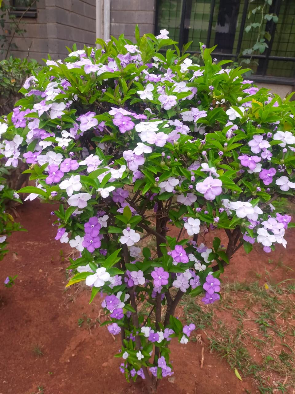 Yesterday-Today-and-Tomorrow Plant | Fragrant Flowering Shrub for Ugandan Gardens