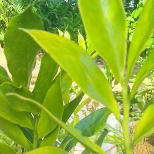 ZZ Plant in Kampala, Uganda – Low Maintenance Indoor Plant | Perfect for Home & Office in Uganda