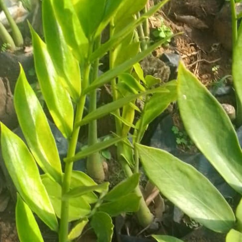 ZZ Plant in Kampala, Uganda – Low Maintenance Indoor Plant | Perfect for Home & Office in Uganda