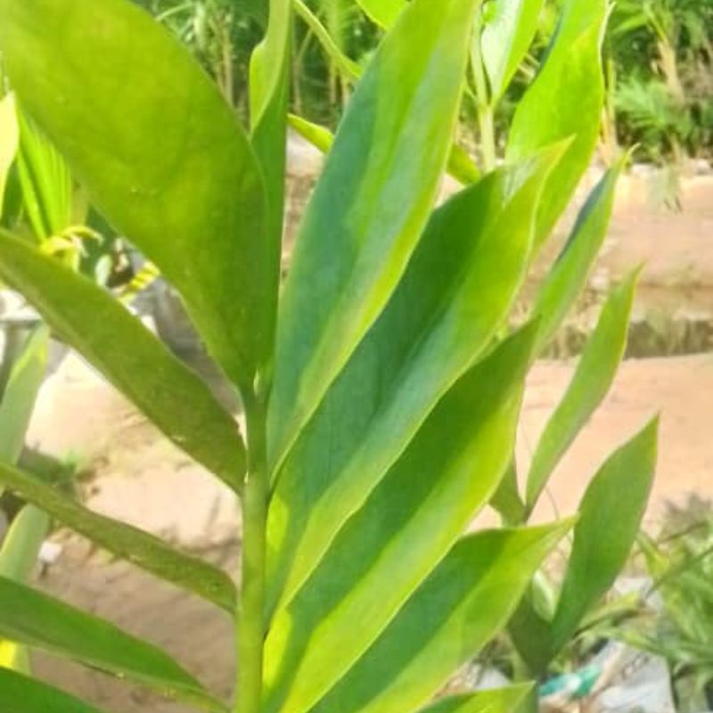 ZZ Plant in Kampala, Uganda – Low Maintenance Indoor Plant | Perfect for Home & Office in Uganda