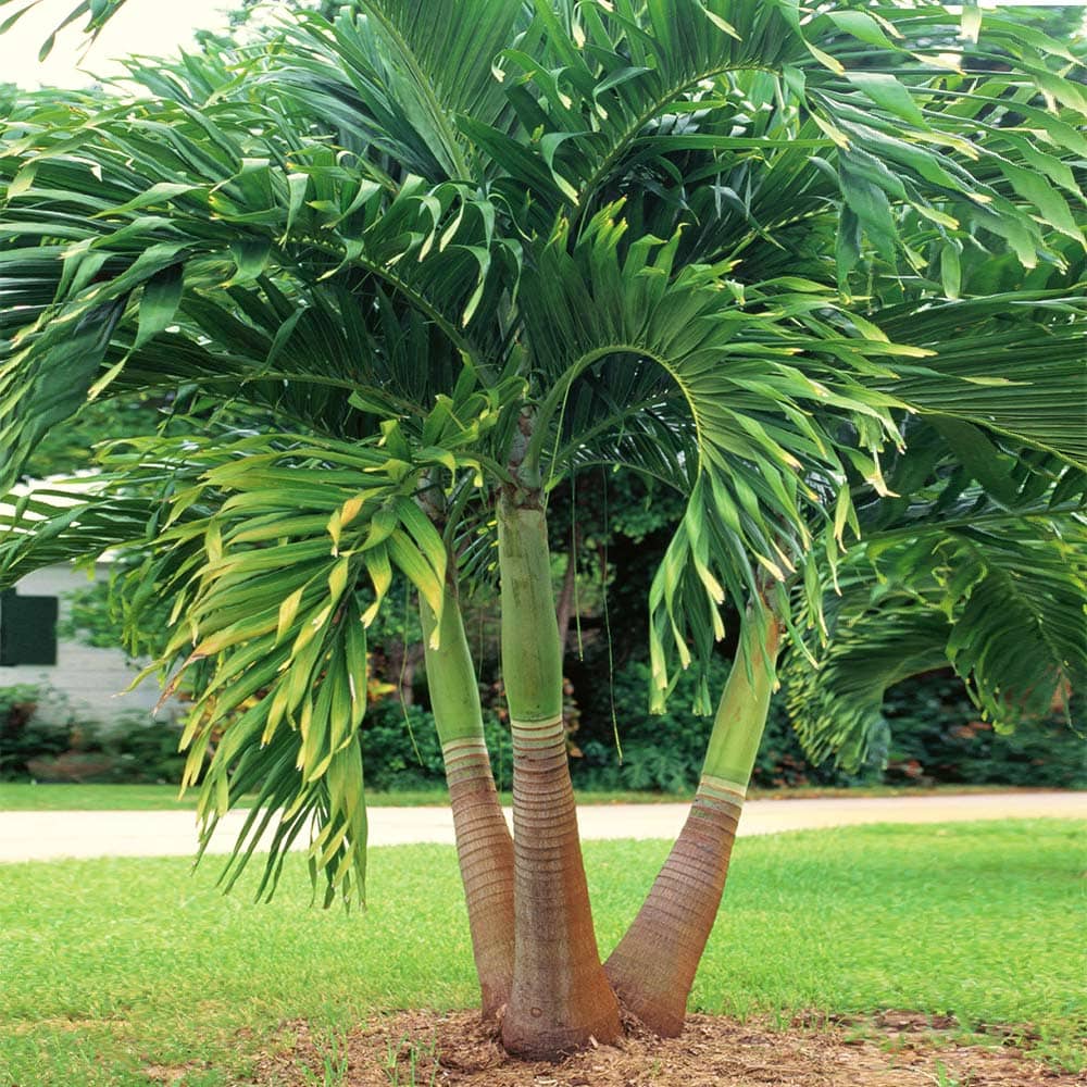 🌴 Bold & Beautiful Palms
