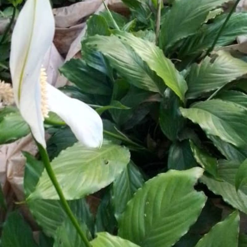Indoor Plants – Low Light & Air-Purifying