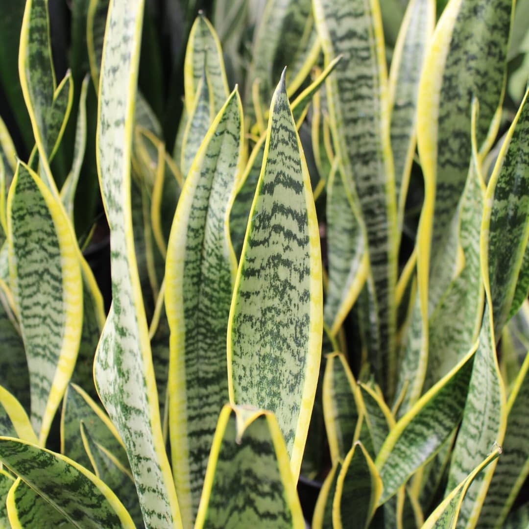 🌿 Lush Greens for Every Corner