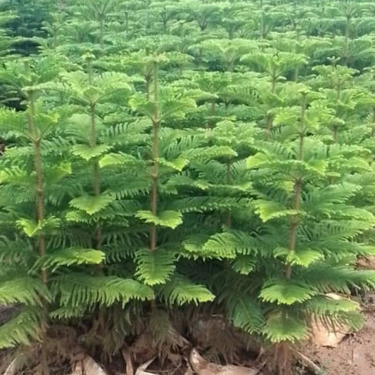 Alkeria Tree – Tropical Garden Tree for landscaping or Compound Design in Uganda