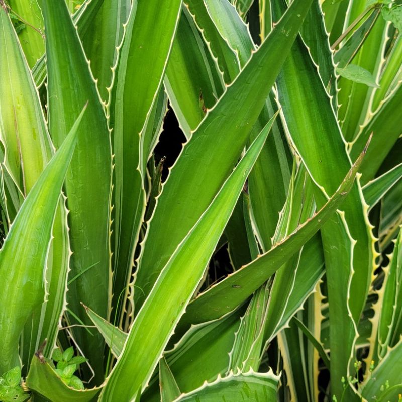 Agave ornamental succulent with thick, pointed leaves arranged in a rosette for garden decoration and compound landscaping in Uganda.