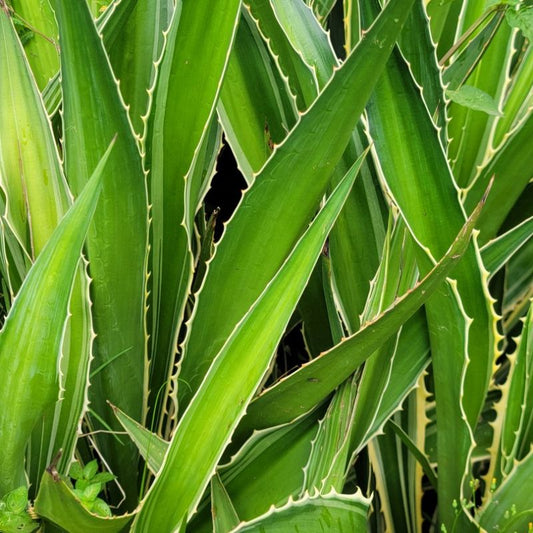 Agave ornamental succulent with thick, pointed leaves arranged in a rosette for garden decoration and compound landscaping in Uganda.