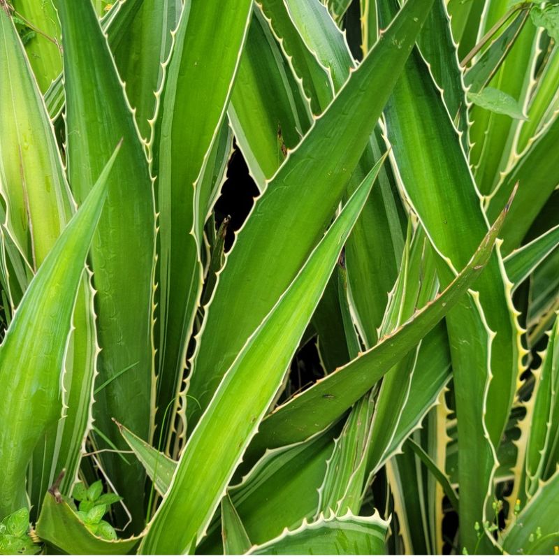 Agave ornamental succulent with thick, pointed leaves arranged in a rosette for garden decoration and compound landscaping in Uganda.