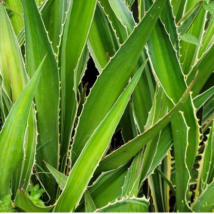 Agave ornamental succulent with thick, pointed leaves arranged in a rosette for garden decoration and compound landscaping in Uganda.