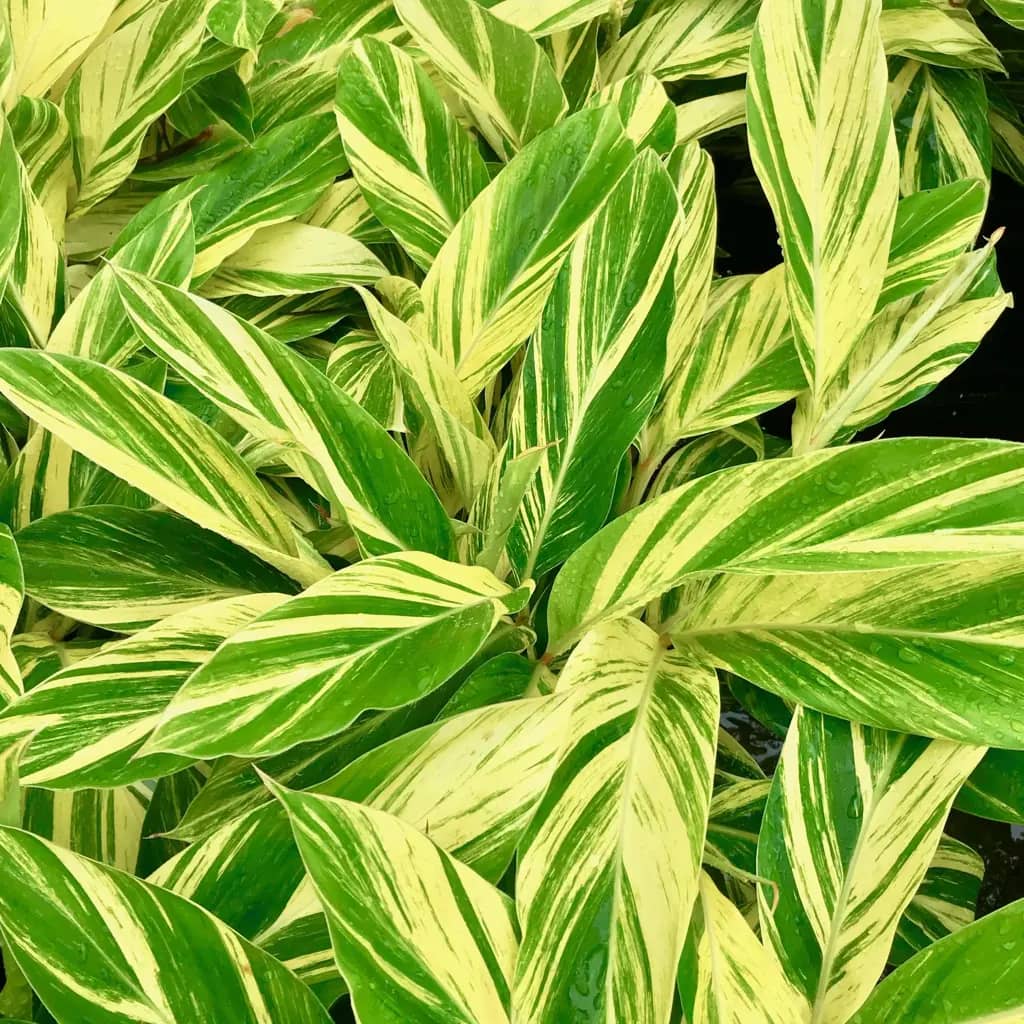 Alpinia Flower | Bold Tropical Blooms for Ugandan Gardens & Compounds