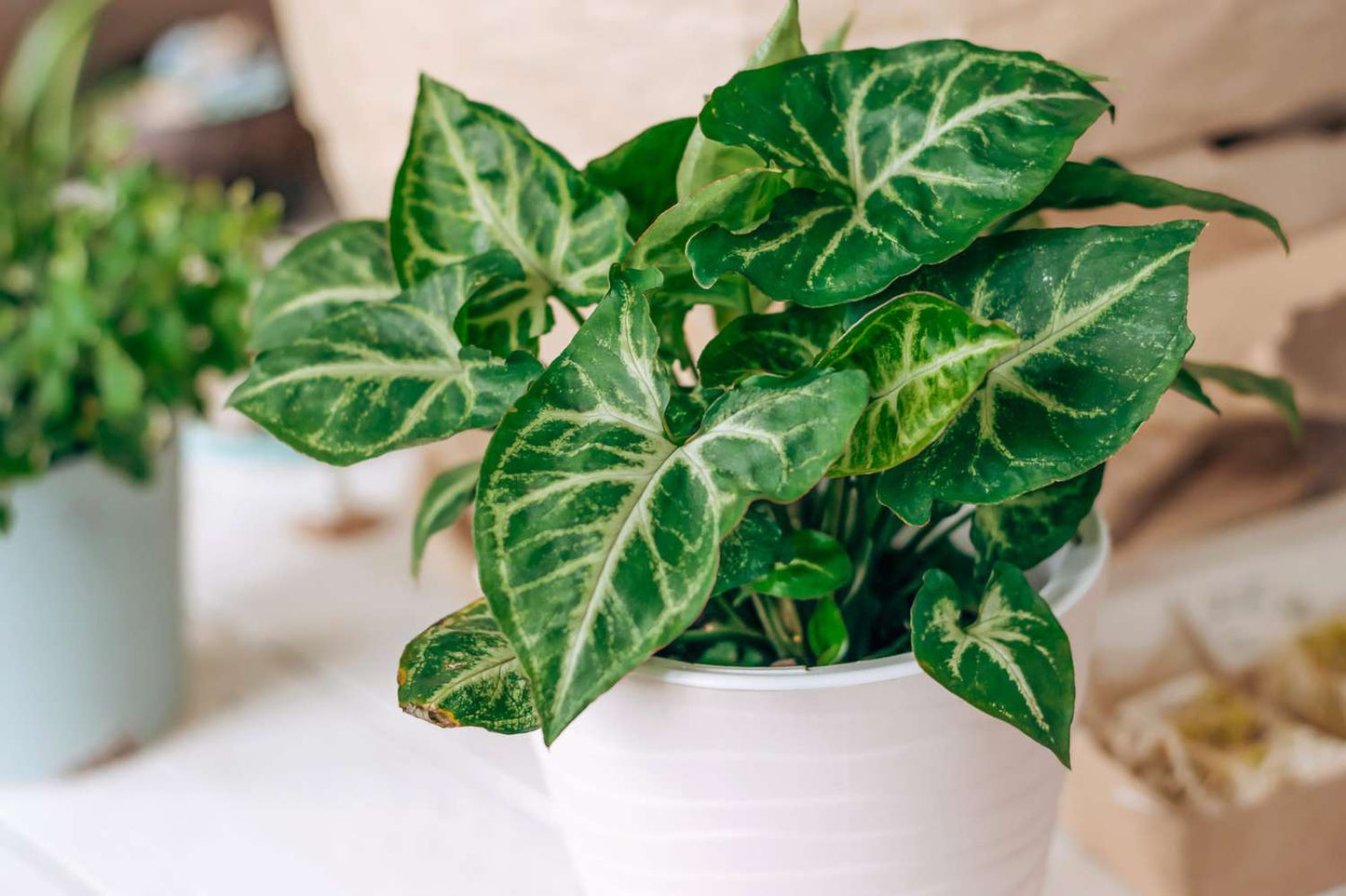 Arrowhead Plant – Air-Purifying Indoor Beauty | Easy to Grow in Uganda