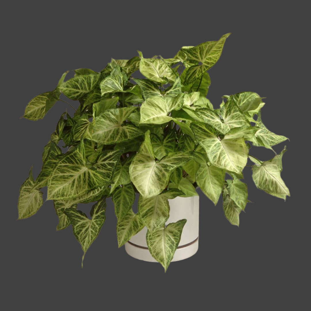 Arrowhead Plant – Air-Purifying Indoor Beauty | Easy to Grow in Uganda