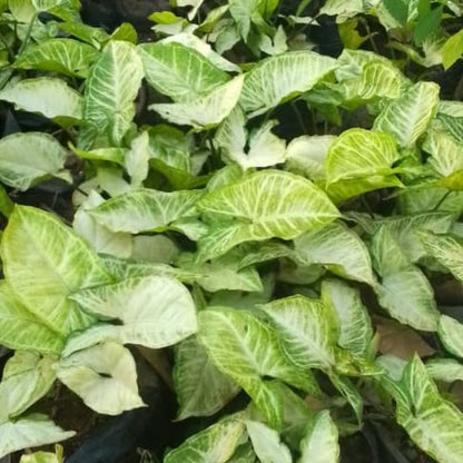 Arrowhead Plant – Air-Purifying Indoor Beauty | Easy to Grow in Uganda