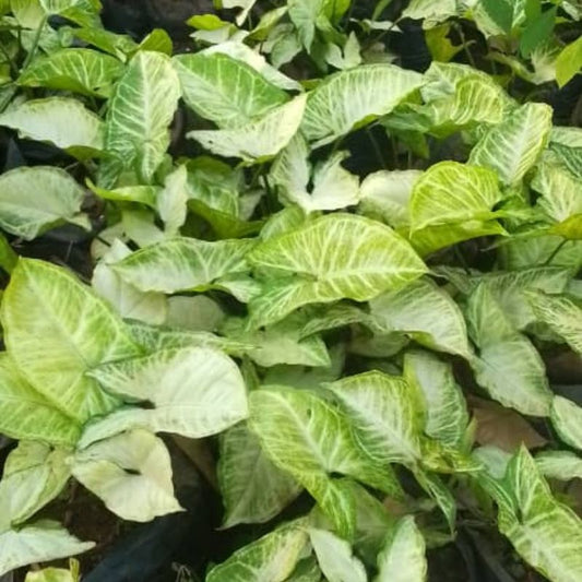 Arrowhead Plant – Air-Purifying Indoor Beauty | Easy to Grow in Uganda
