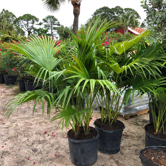 Chinese Fan Palm | Elegant Ornamental Palm for Landscapes in Uganda
