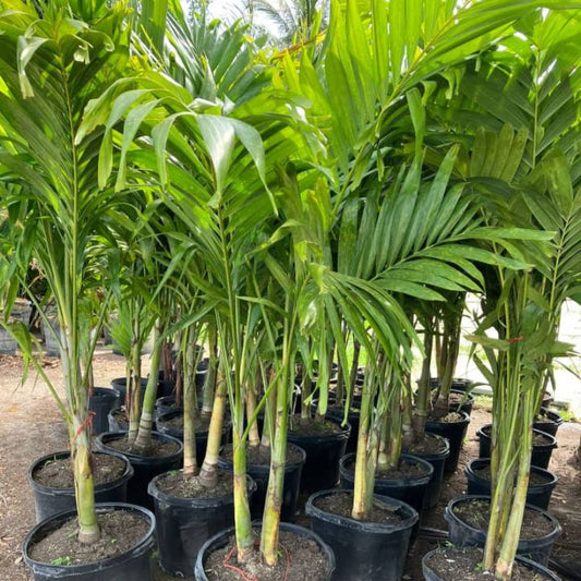 Christmas Palm Tree – Compact, Elegant & Perfect for Uganda Gardens