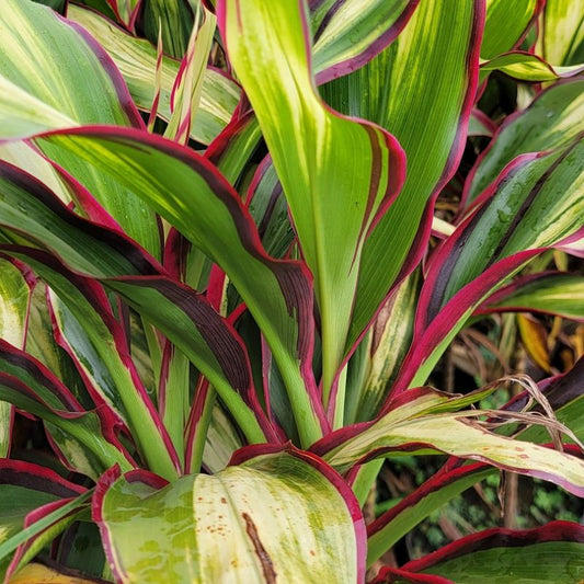Cordyline Kiwi ornamental plant with colourful foliage for garden decoration and landscaping in Uganda.
