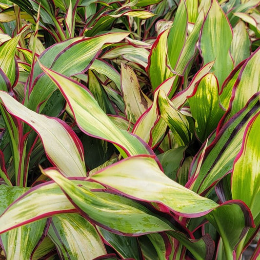 Cordyline Kiwi ornamental plant with colourful foliage for garden decoration and landscaping in Uganda.