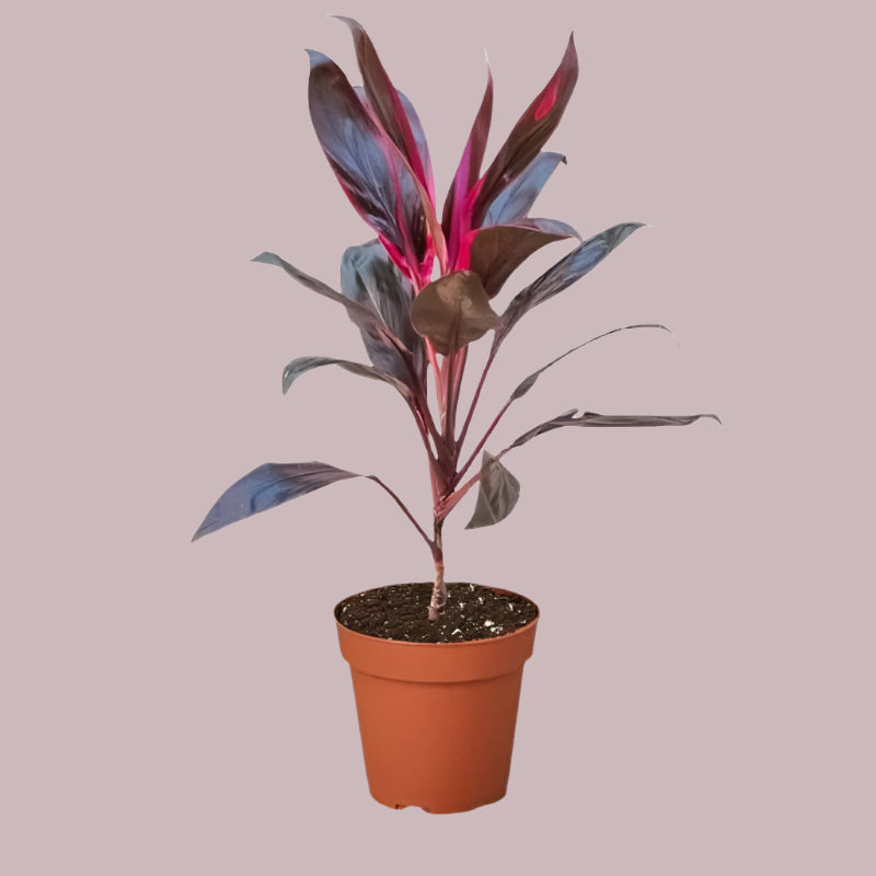 Cordyline Plant | Vibrant Landscaping Flower for Compounds & Gardens