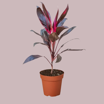 Cordyline Plant | Vibrant Landscaping Flower for Compounds & Gardens