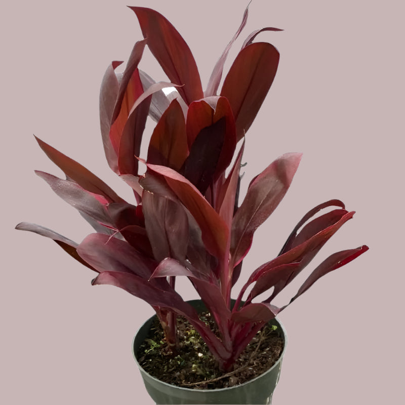 Cordyline Plant | Vibrant Landscaping Flower for Compounds & Gardens