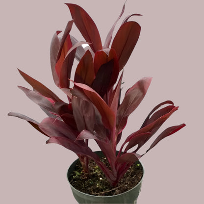 Cordyline Plant | Vibrant Landscaping Flower for Compounds & Gardens