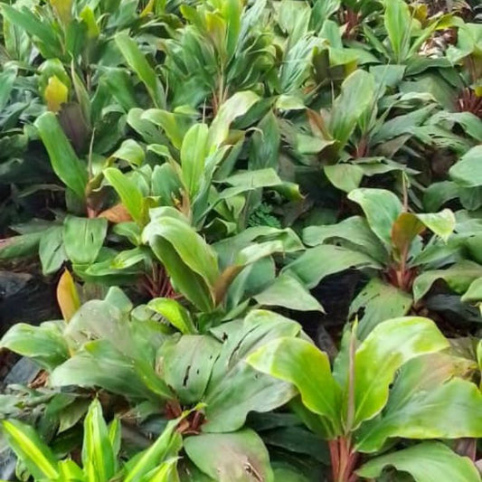 Cordyline Plant | Vibrant Landscaping Flower for Compounds & Gardens