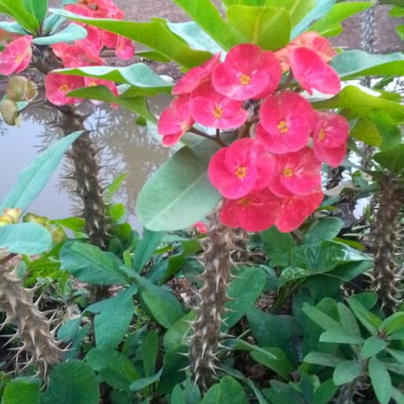 Crown of Thorns Plant in Kampala, Uganda – Tough, Beautiful & Perfect for Sunny Ugandan Gardens