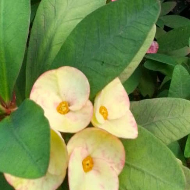 Crown of Thorns Plant in Kampala, Uganda – Tough, Beautiful & Perfect for Sunny Ugandan Gardens