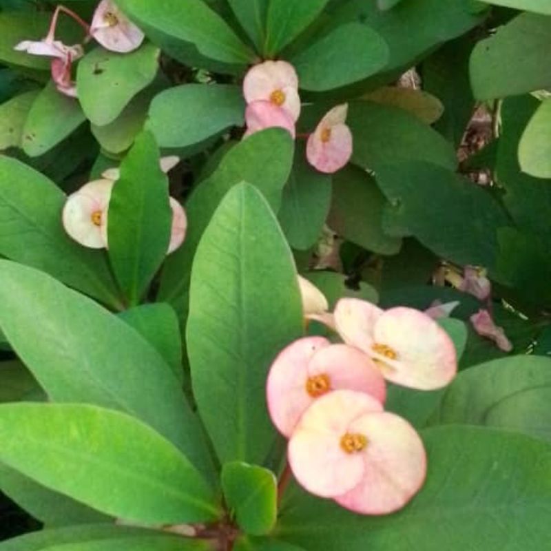 Crown of Thorns Plant in Kampala, Uganda – Tough, Beautiful & Perfect for Sunny Ugandan Gardens