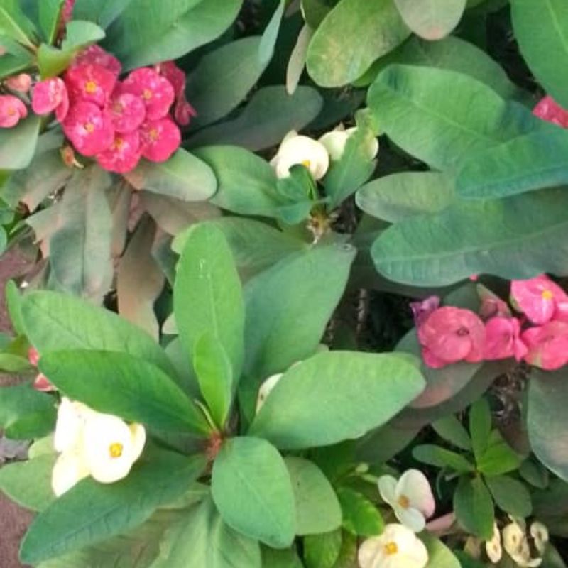 Crown of Thorns Plant in Kampala, Uganda – Tough, Beautiful & Perfect for Sunny Ugandan Gardens