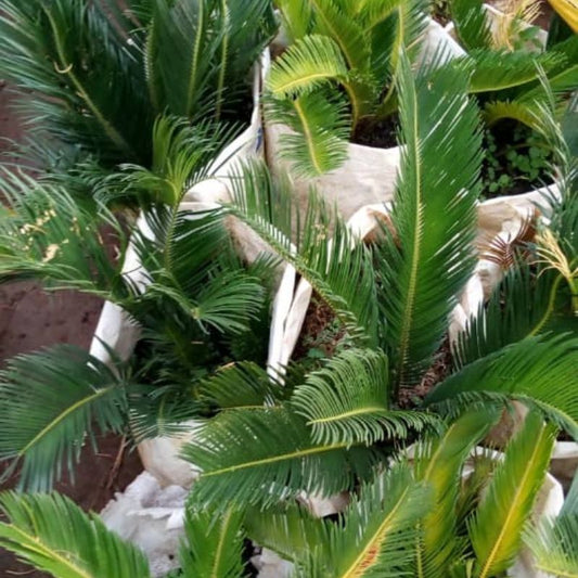 Cycad Palm – Timeless, Sculptural Beauty for Stylish Compounds in Uganda