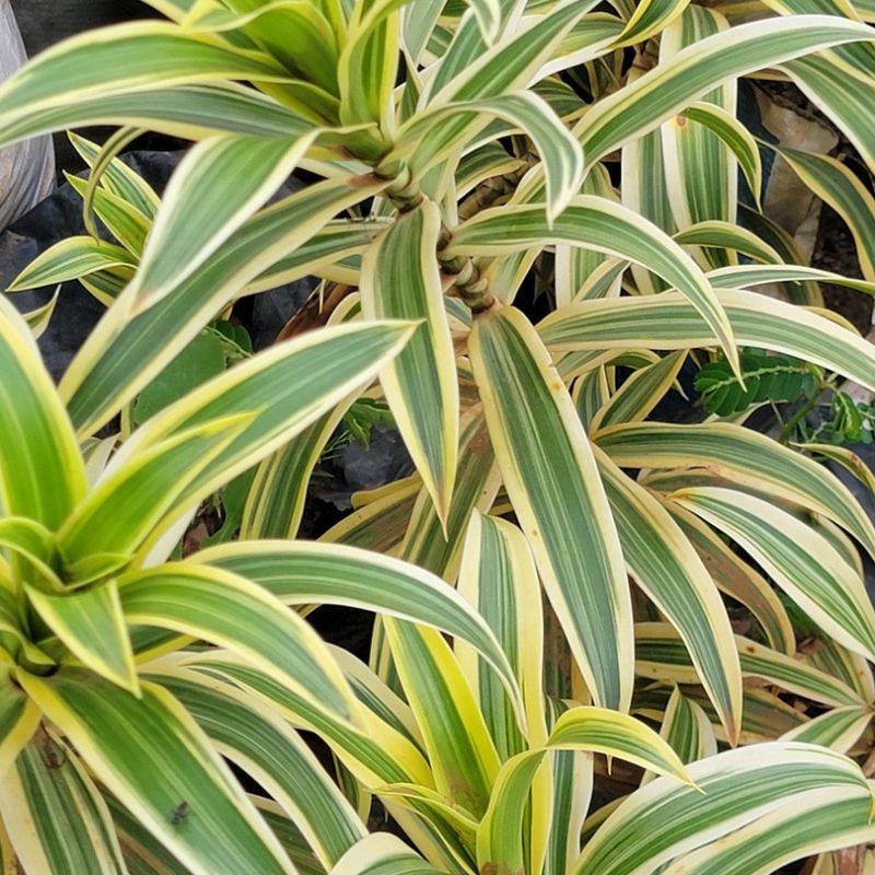 Dracaena Song of India ornamental plant with narrow green leaves edged in golden yellow for home, office and garden decoration in Uganda.