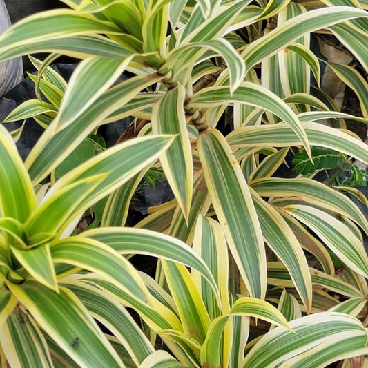 Dracaena Song of India ornamental plant with narrow green leaves edged in golden yellow for home, office and garden decoration in Uganda.