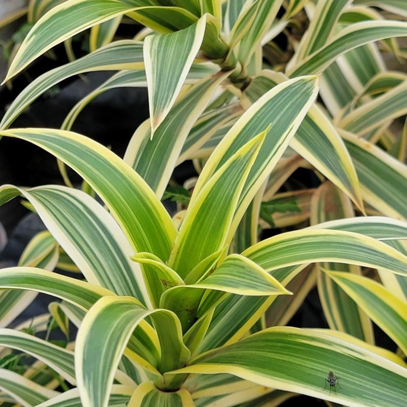 Dracaena Song of India ornamental plant with narrow green leaves edged in golden yellow for home, office and garden decoration in Uganda.
