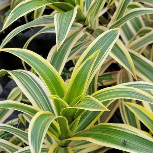 Dracaena Song of India ornamental plant with narrow green leaves edged in golden yellow for home, office and garden decoration in Uganda.