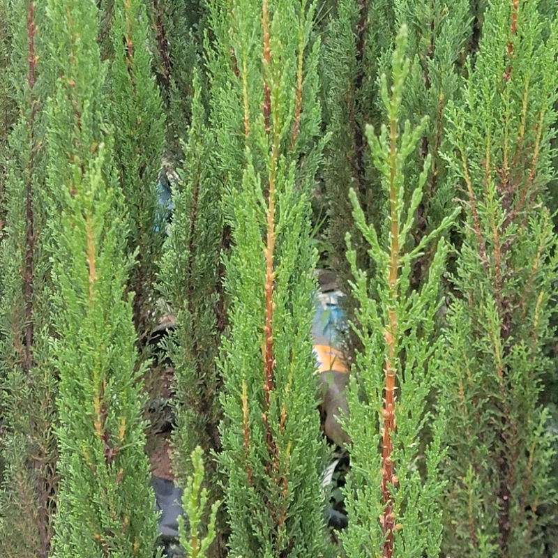 Italian Cypress tree with tall, narrow evergreen foliage for compound landscaping, driveway borders and formal gardens in Uganda.