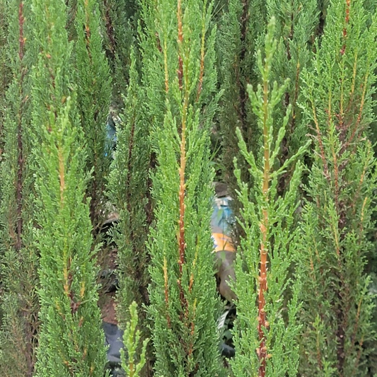 Italian Cypress tree with tall, narrow evergreen foliage for compound landscaping, driveway borders and formal gardens in Uganda.