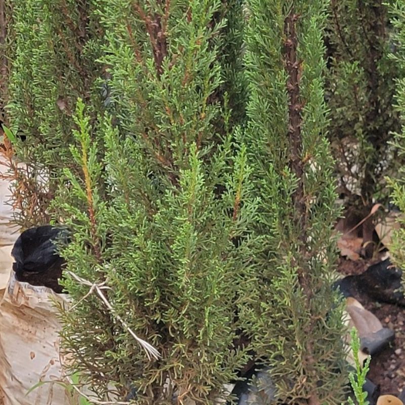 Italian Cypress tree with tall, narrow evergreen foliage for compound landscaping, driveway borders and formal gardens in Uganda.