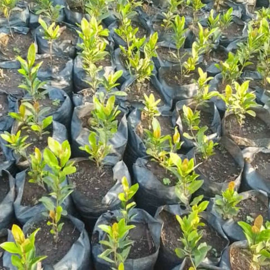 Ixora Plant | Colorful Flowering Shrub for Gardens & Hedges in Uganda
