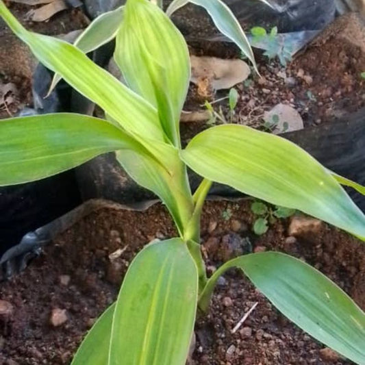 Lucky Bamboo in Kampala, Uganda – Indoor Plant for Prosperity, Peace & Style