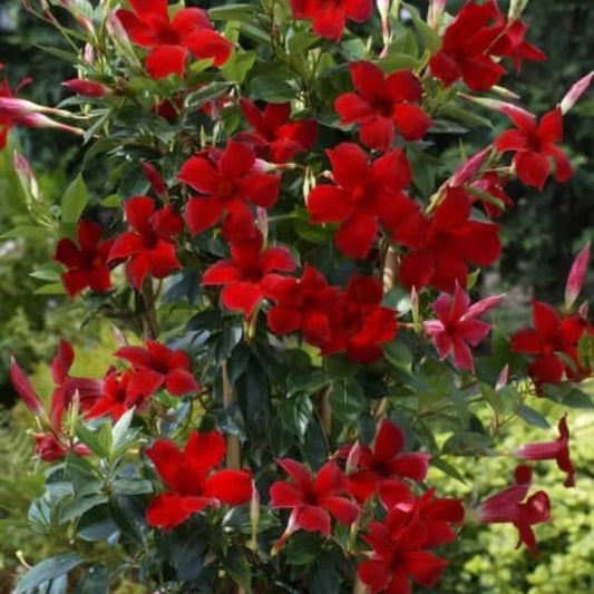 Mandevilla Plant – Bold Flowers & Tropical Vibes for Ugandan Compounds