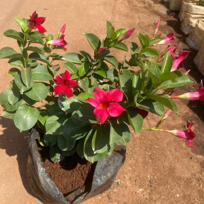 Mandevilla Plant – Bold Flowers & Tropical Vibes for Ugandan Compounds