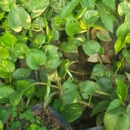 Money Plant | Indoor Air-Purifying Vine in Kampala, Uganda – Easy to Grow in Uganda Homes & Offices